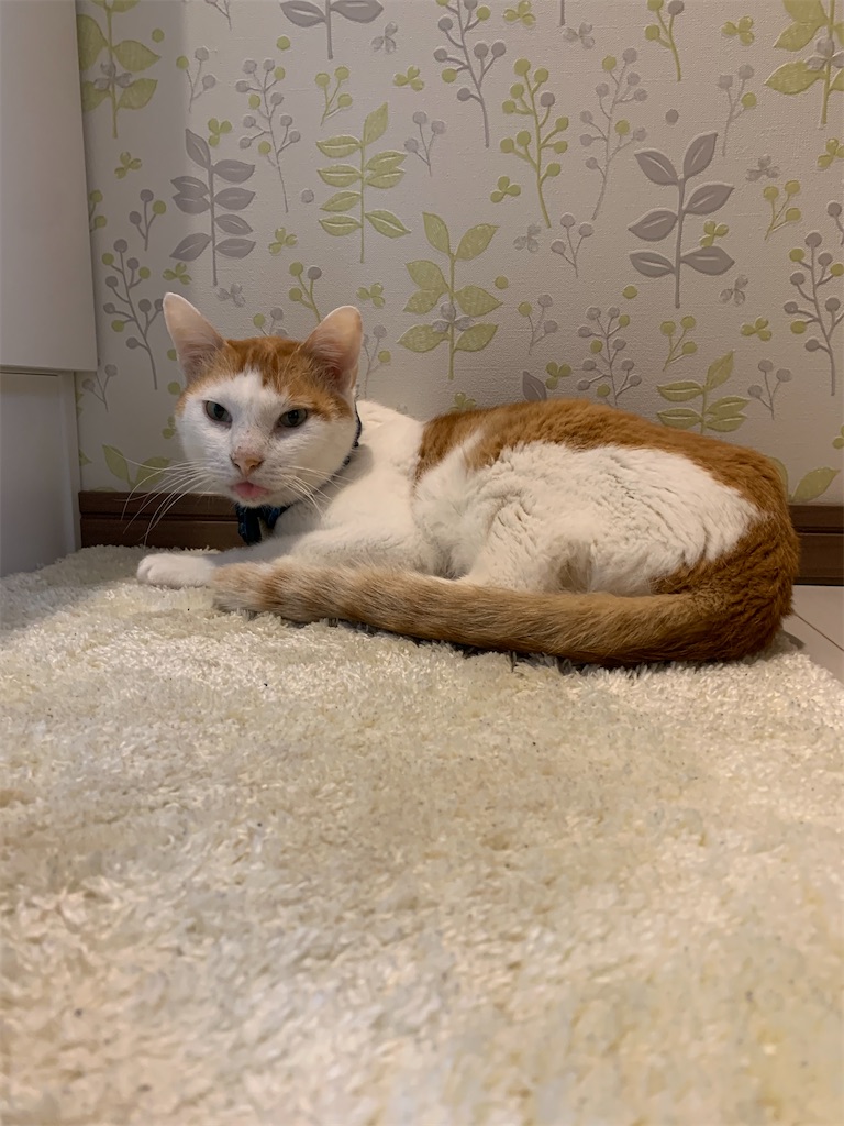 f:id:iwamityu:20220620191928j:image