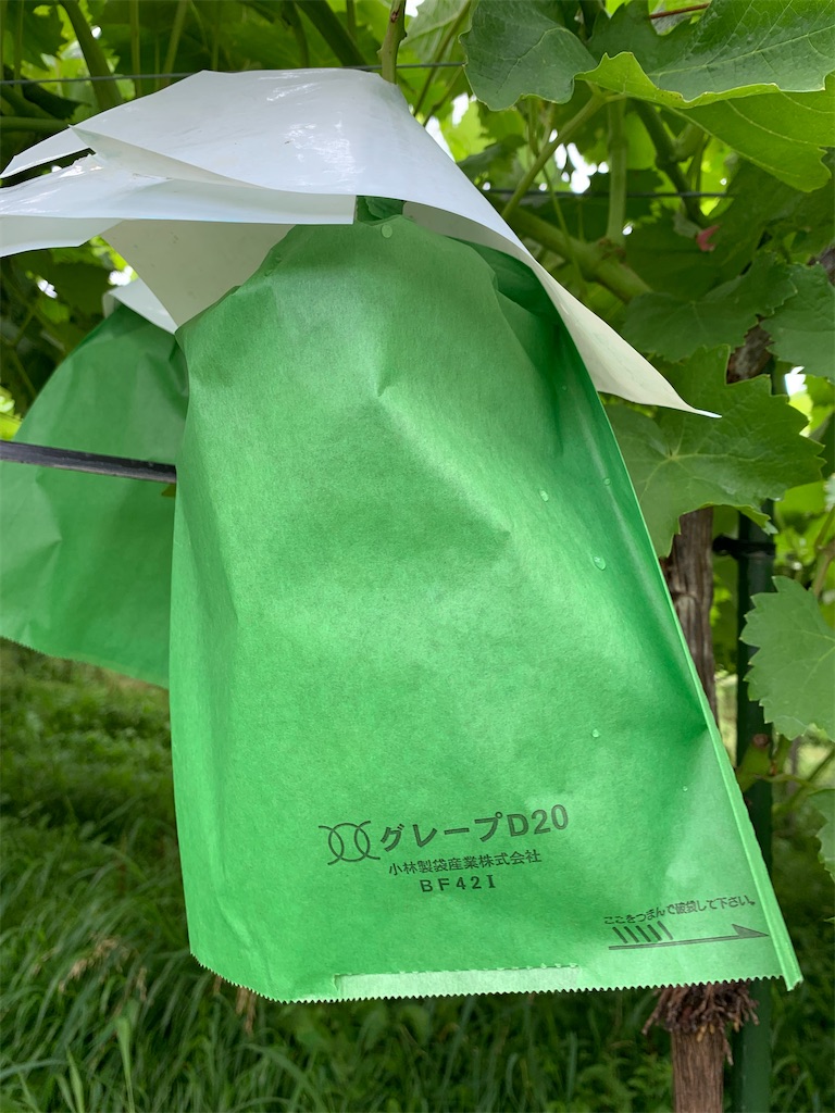 f:id:iwamityu:20220722193401j:image