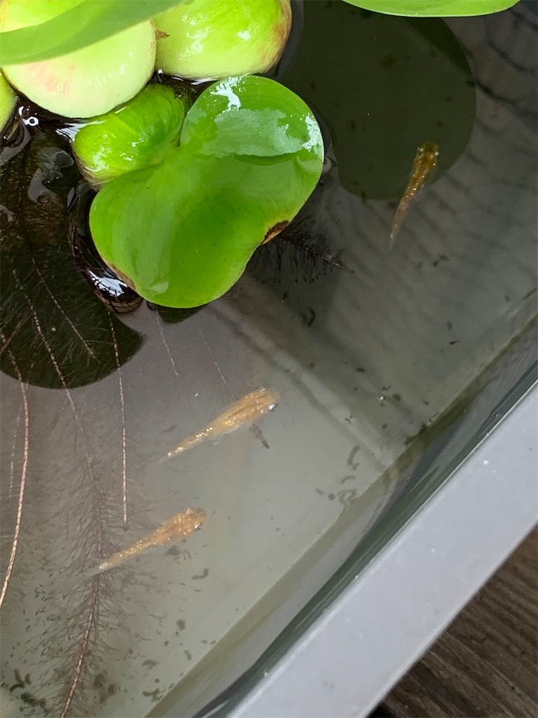 f:id:iwamityu:20220821123651j:image f:id:iwamityu:20220821123651j:image