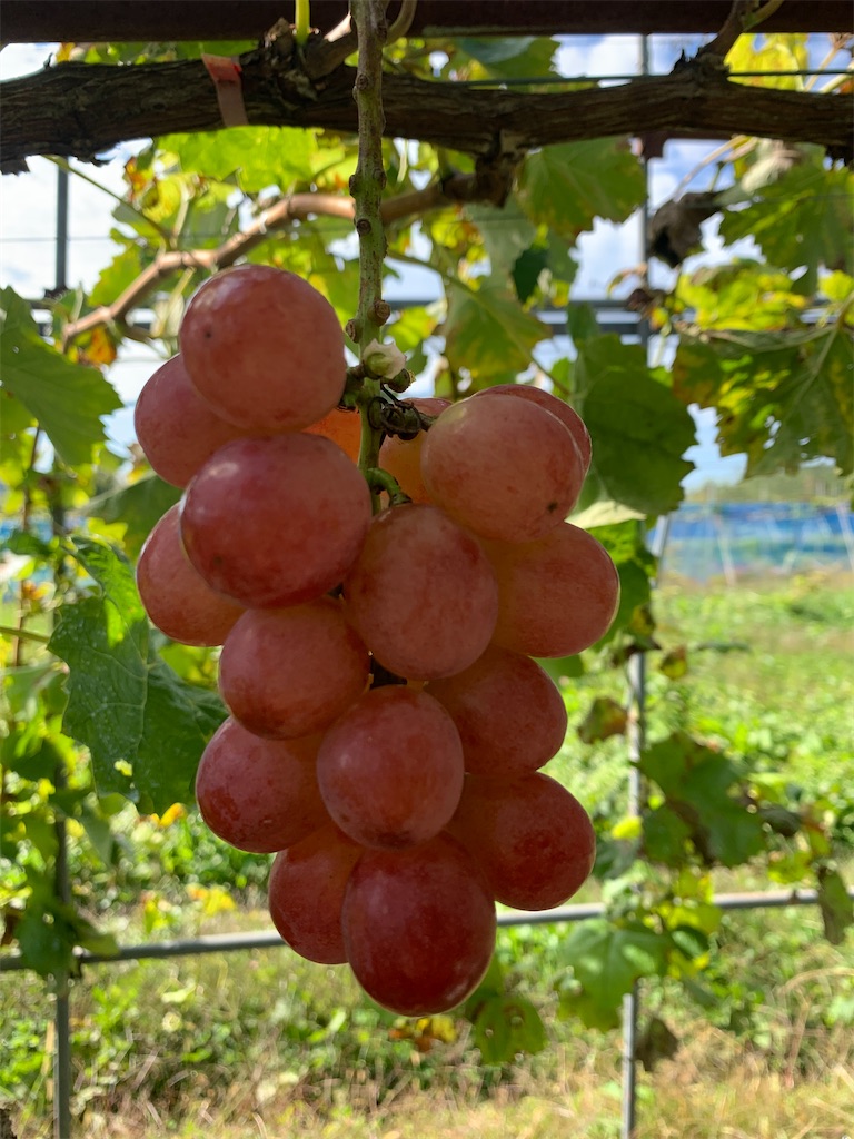 f:id:iwamityu:20221015160809j:image f:id:iwamityu:20221015160809j:image