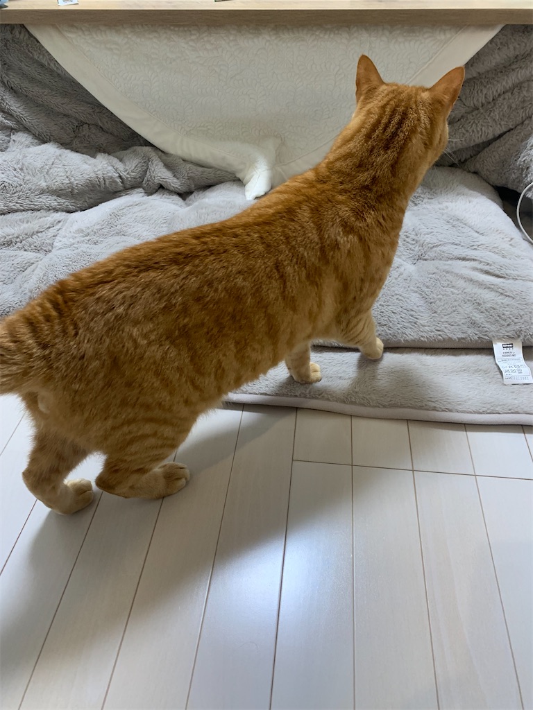 f:id:iwamityu:20221024213715j:image f:id:iwamityu:20221024213715j:image