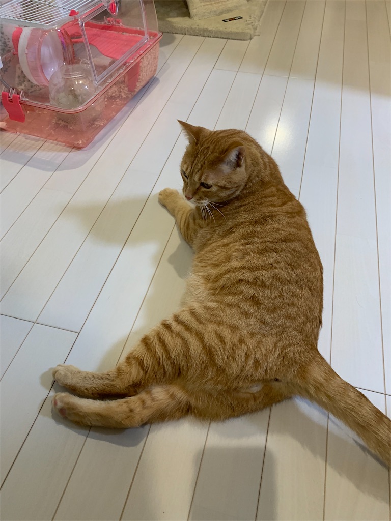 f:id:iwamityu:20221028212156j:image f:id:iwamityu:20221028212156j:image