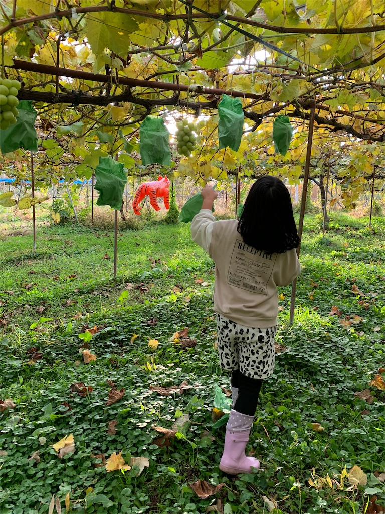 f:id:iwamityu:20221104170530j:image