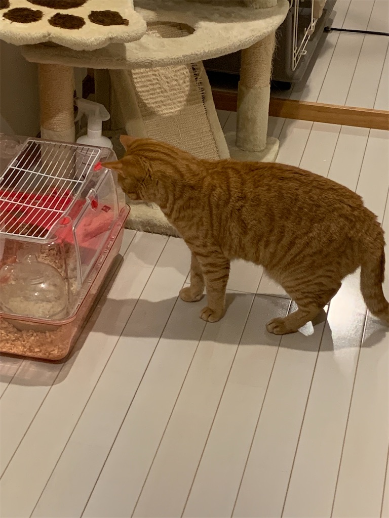f:id:iwamityu:20221108195041j:image f:id:iwamityu:20221108195041j:image