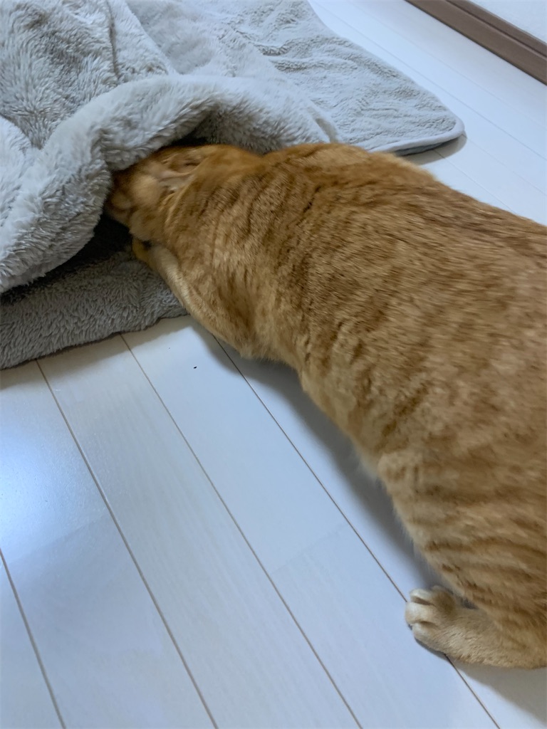 f:id:iwamityu:20221208190451j:image