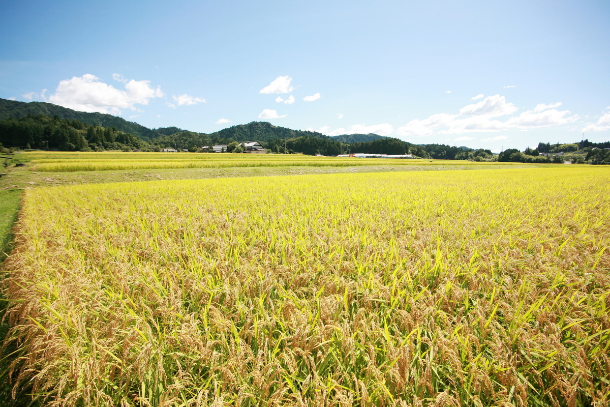 農村景観日本一富田の田んぼ