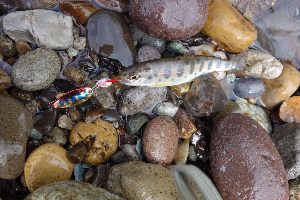 昭和100年（令和7年・2025年）4月17日の渓流釣り （低温時で逆引きの