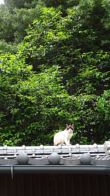 f:id:iwao0716:20170521121906j:image:h350