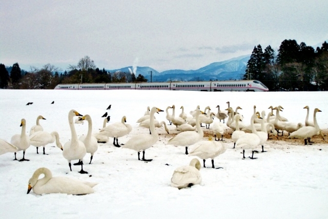 f:id:iwasan1go:20120214141209j:image