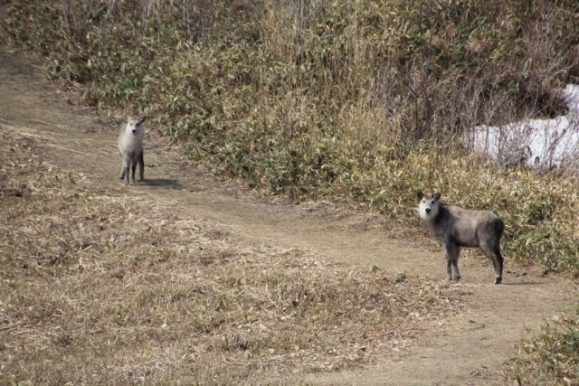 ニホンカモシカ