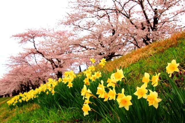 f:id:iwasan1go:20160422074313j:image