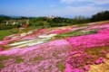 大森芝桜