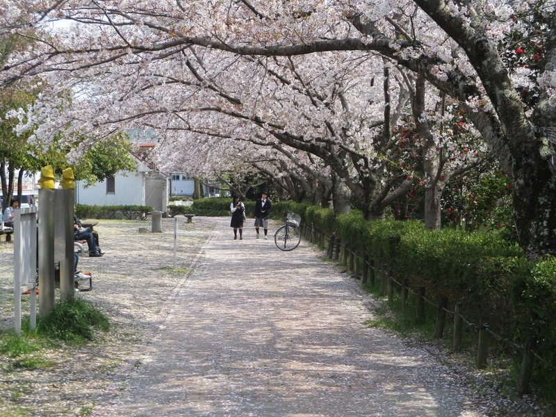 2020.4.8 (2) 堀内公園 - さくらなみき 2000-1500