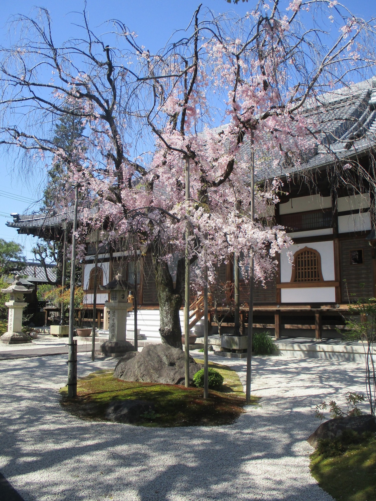 2020.4.10 (4) 崇福寺 - しだれざくら 1500-2000