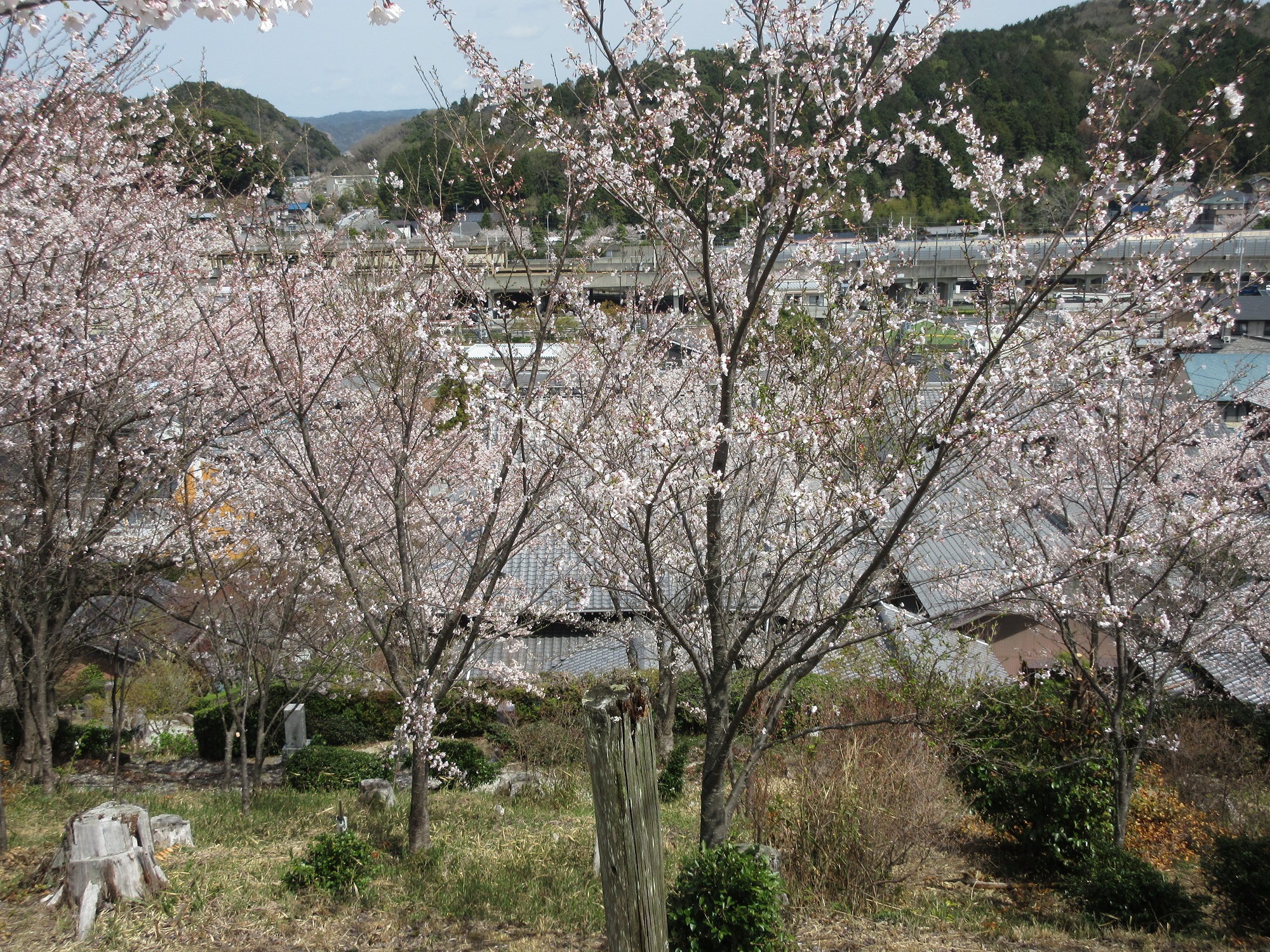 2021.3.29 (29) 桜山 - 欣浄寺 2000-1500