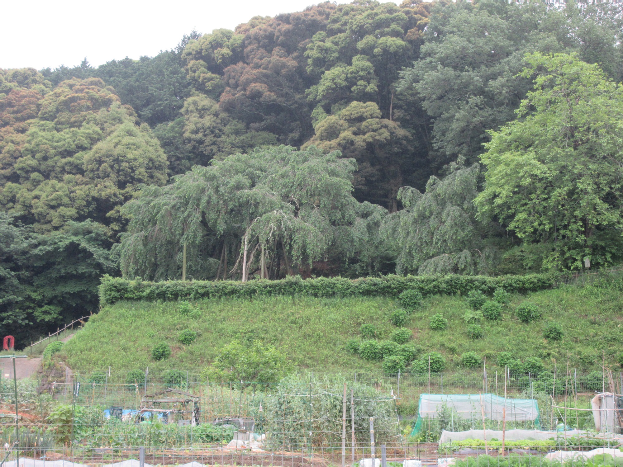 2021.5.20 (5) 奥山田のしだれざくら 2000-1500