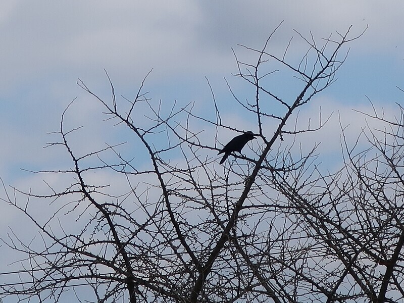 2024.2.12 (53) みのじ - さかいがわのからす 1200-900