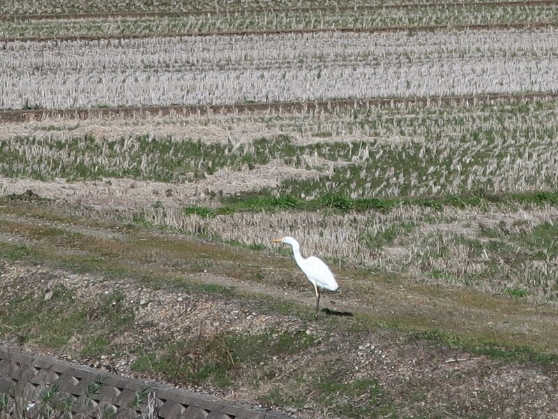 2024.2.26 (68) みのじ - さぎ 1600-1200