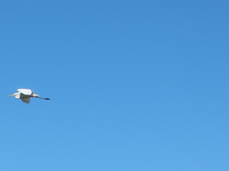 2024.2.26 (69) みのじ - さぎ 1600-1200