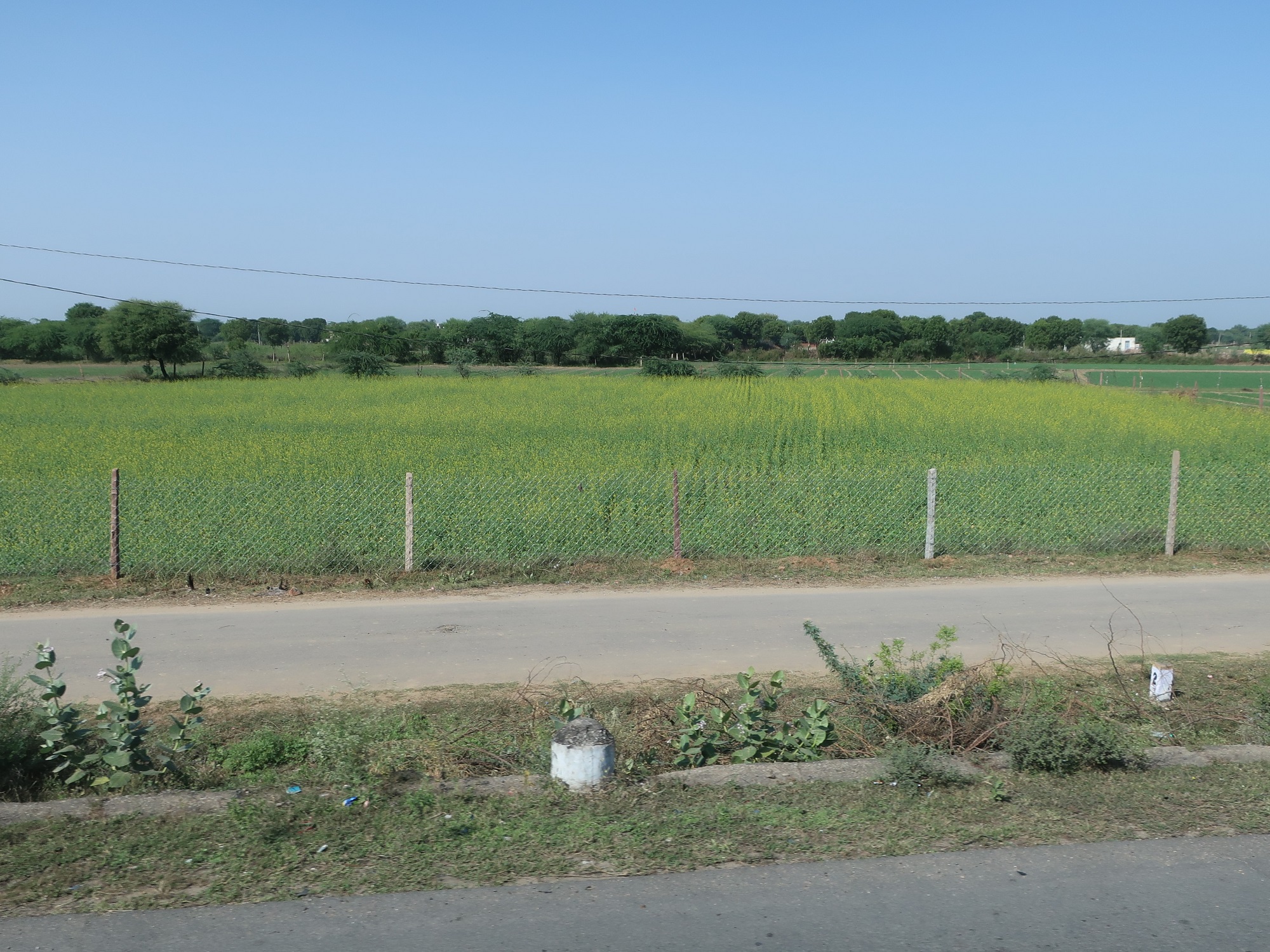 2025.11 (200) あーぐらーどうちゅう - からしなばたけ 2000-1500