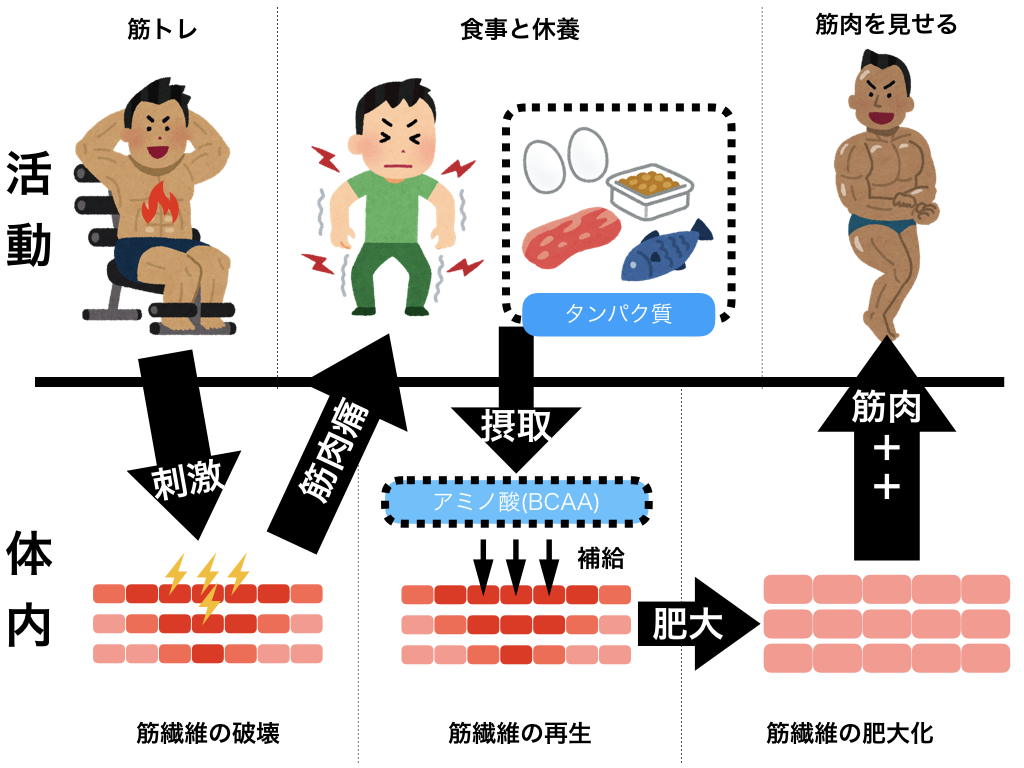 クレアチンとプロテインパウダーの利点