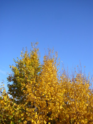 20101031000225