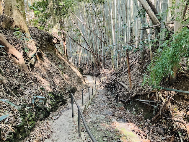 竹林