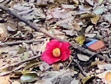 椿の花