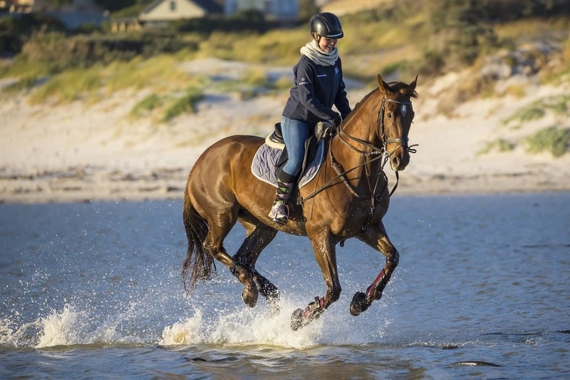 関東で体験乗馬のできるおすすめ乗馬クラブ10選！これから乗馬を始める 