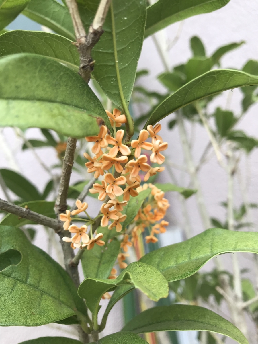 f:id:iyoiyohitori:20191005063850j:plain f:id:iyoiyohitori:20191005063850j:plain