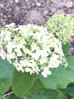 f:id:iyuko2951:20210615224522j:plain