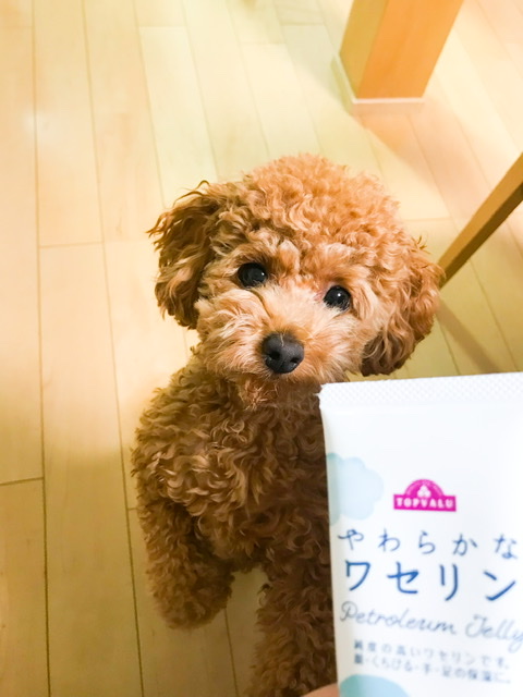 f:id:iyuko2951:20211008095131j:plain