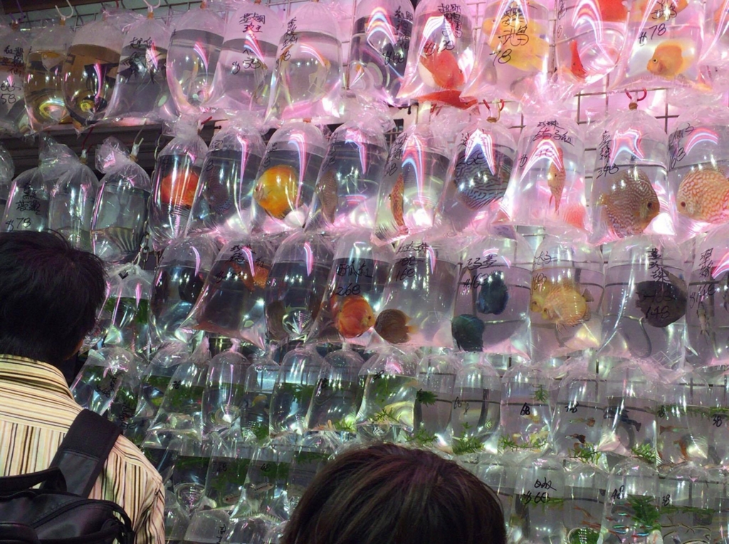 香港の金魚街に行ったお話 俺のらんちゅう
