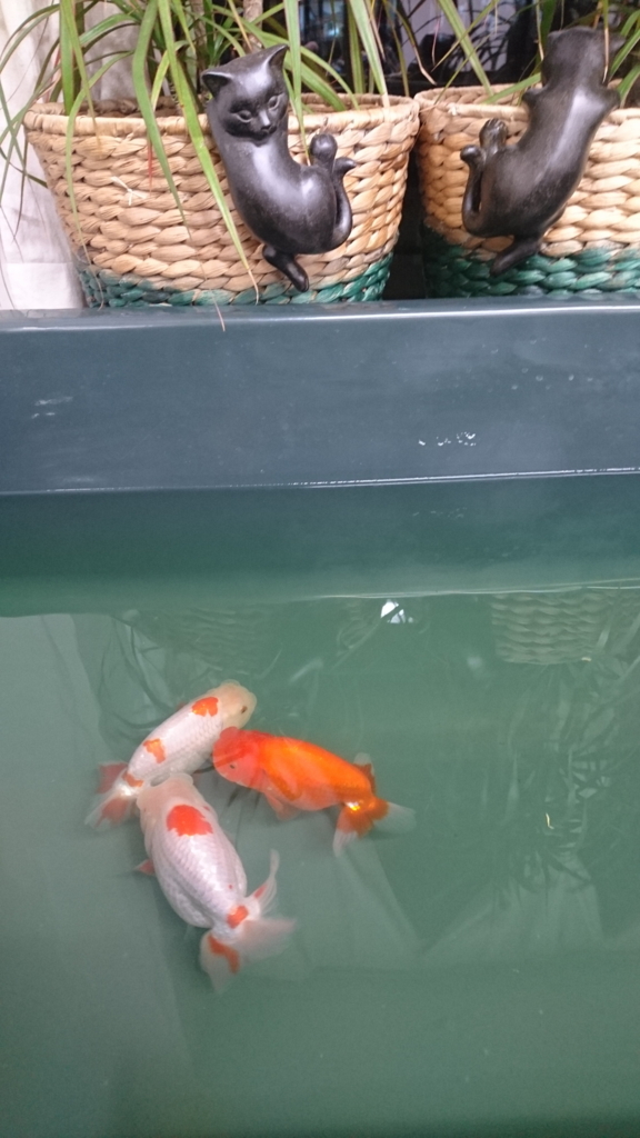 大きいらんちゅうを飼育したい - 俺のらんちゅう