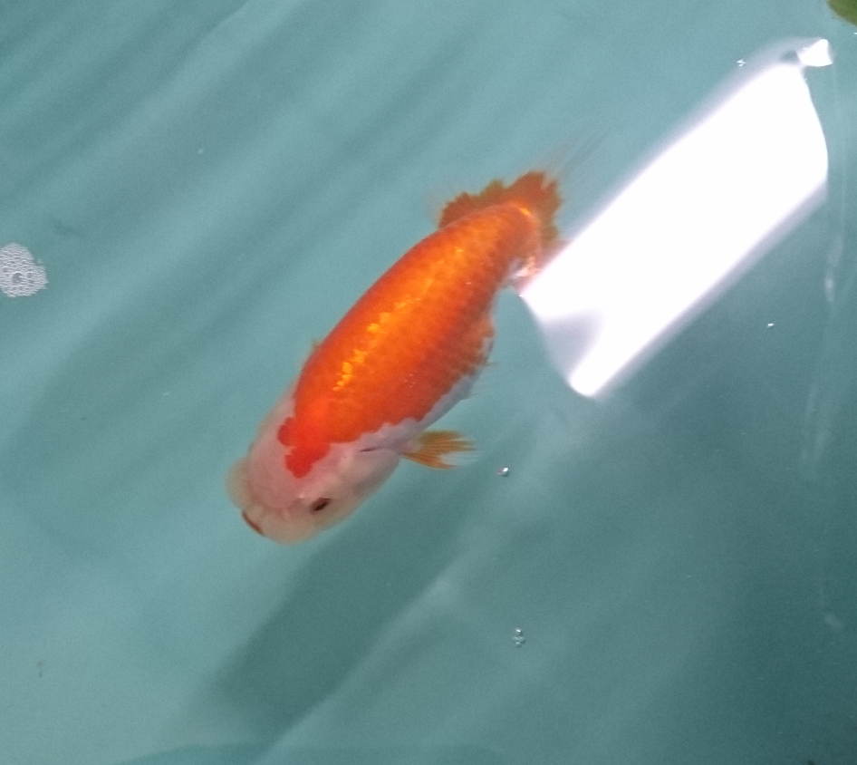 今日の飼育場 写真6枚 俺のらんちゅう 今日の飼育場 写真6枚 俺のらんちゅう