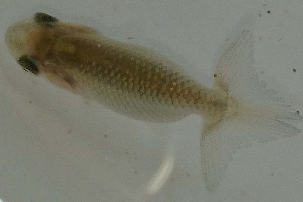 3cmの2歳魚 - 俺のらんちゅう