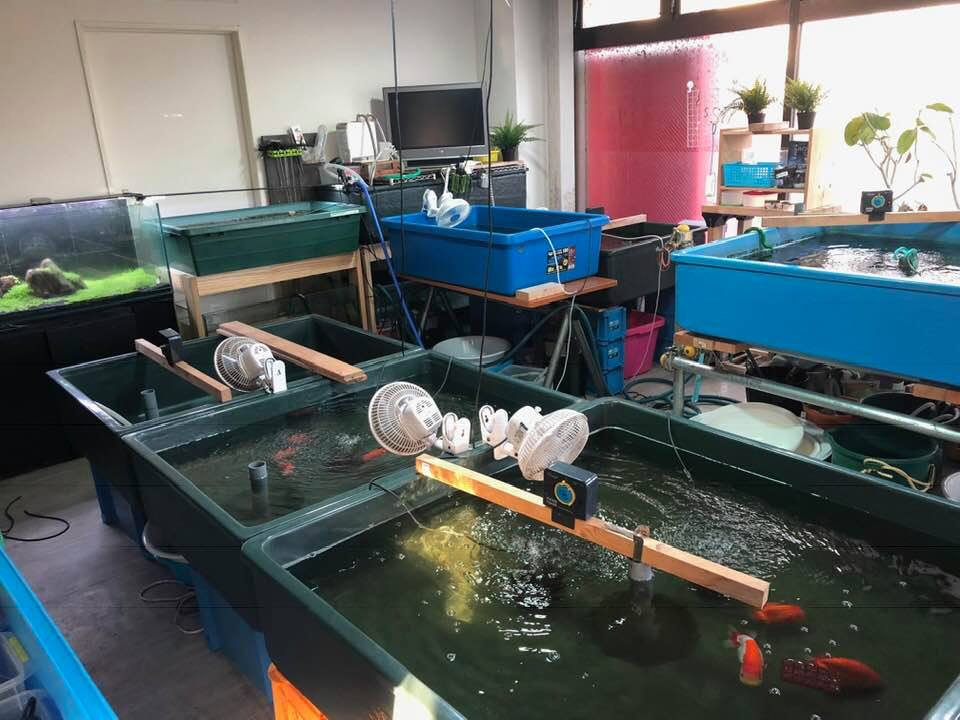 f:id:izest:20181208180623j:plain f:id:izest:20181208180623j:plain