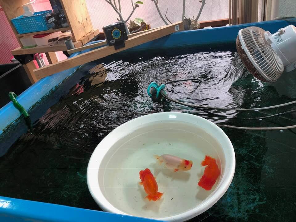 f:id:izest:20181209174741j:plain f:id:izest:20181209174741j:plain