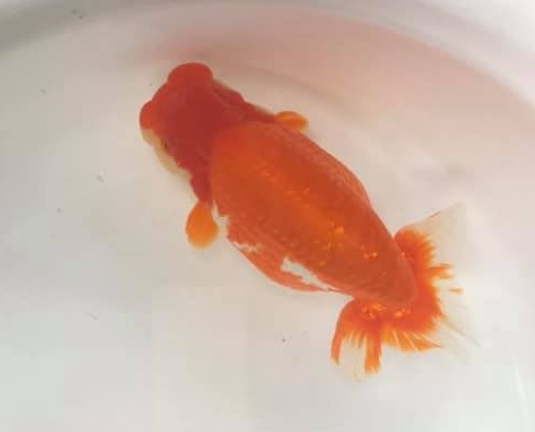 2歳で化けるらんちゅう - 俺のらんちゅう