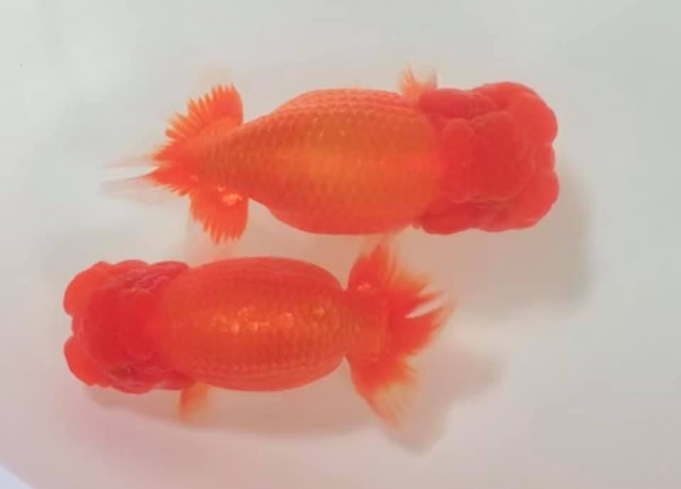 f:id:izest:20190512090603j:plain