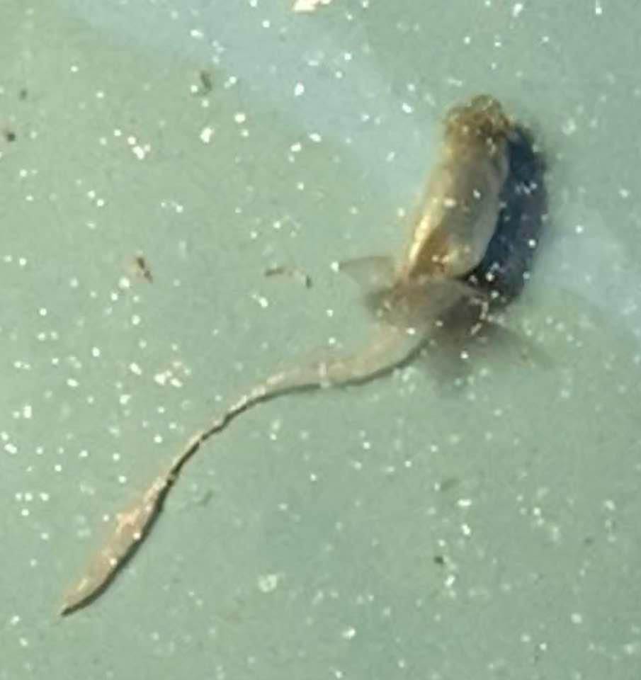 f:id:izest:20200229114835j:plain