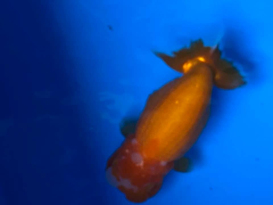 金魚の二毛作 俺のらんちゅう