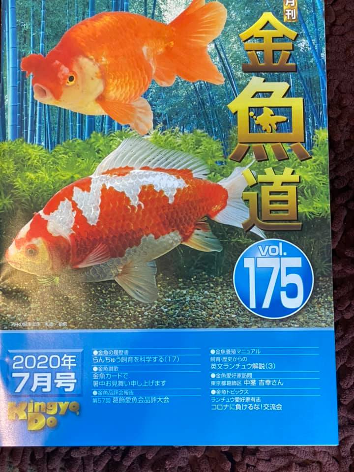 第2回らんちゅう交流会を開催しました 俺のらんちゅう 第2回らんちゅう交流会を開催しました 俺のらんちゅう
