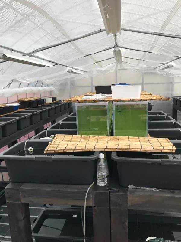 f:id:izest:20200730224118j:plain