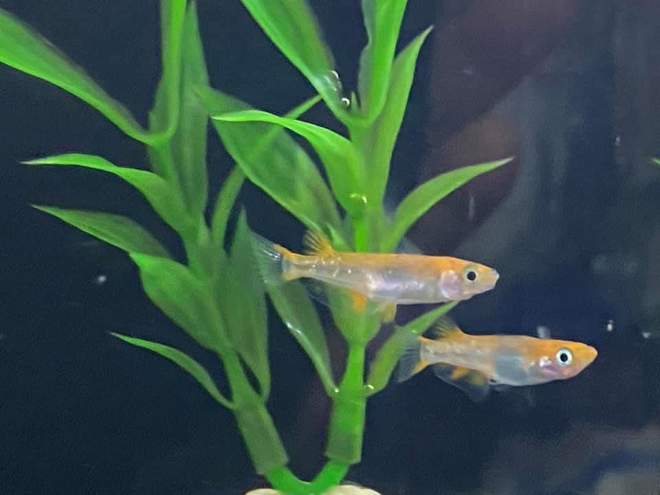 メダカ 尚王 入荷しました