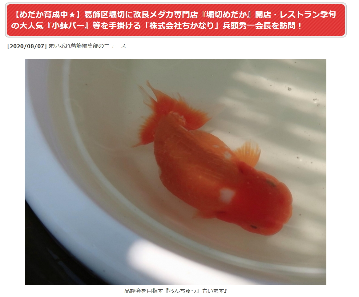 メダカ らんちゅう