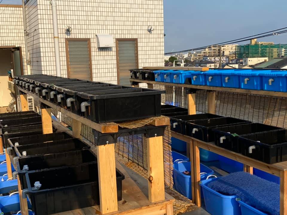 f:id:izest:20200814201155j:plain f:id:izest:20200814201155j:plain