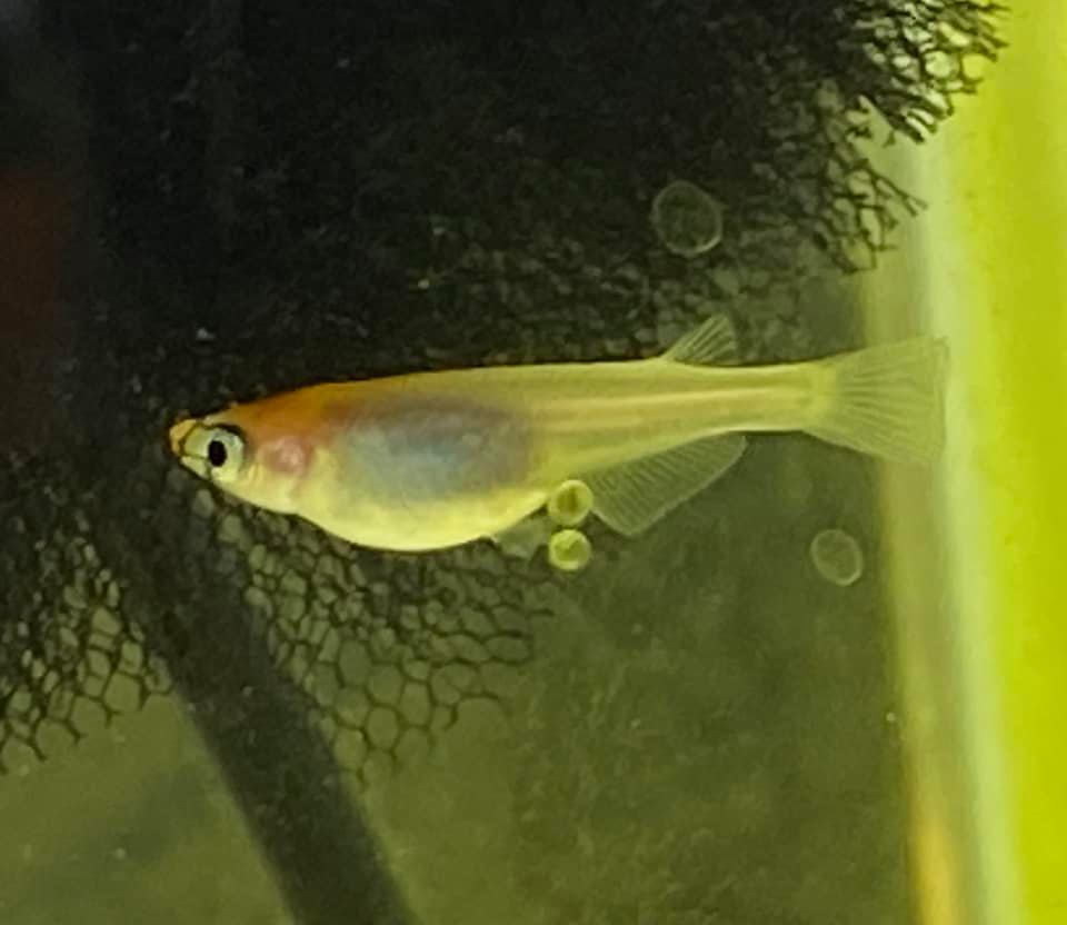 f:id:izest:20200815131344j:plain f:id:izest:20200815131344j:plain