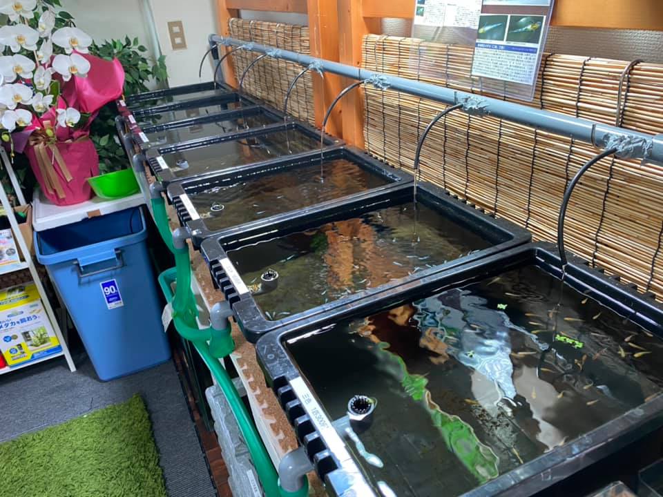 f:id:izest:20200821133448j:plain f:id:izest:20200821133448j:plain