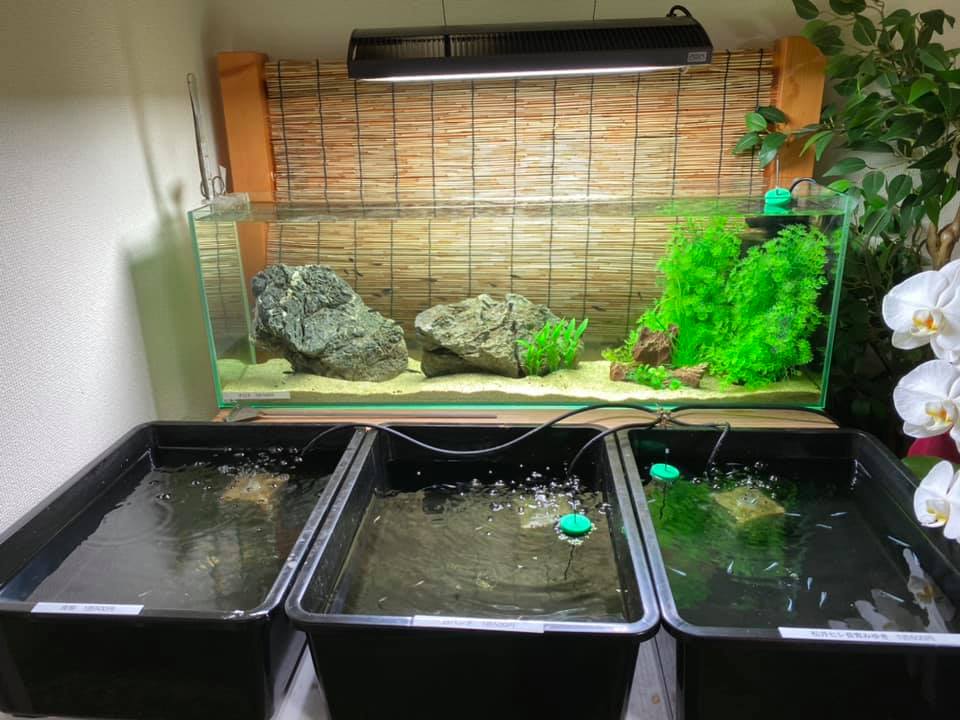 f:id:izest:20200825133156j:plain